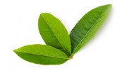 Canopy Tree Care