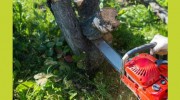Robert Mank Tree Care Services