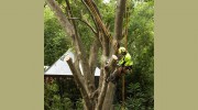 Frontier Tree Services