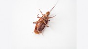 Gold Coast Pest Management Solutions