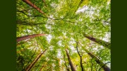 Arboreal Tree Care