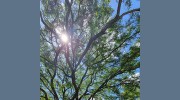 TouchWood Tree Services