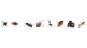 Coalfields Pest Control