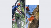 Brisbane Treeworx