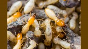Insight Pest Control
