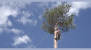 Tree Walkers