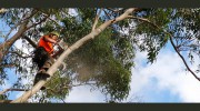Agility Professional Tree Service