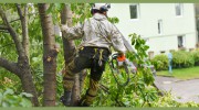 Branch Management Total Tree Services