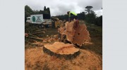 All Scale Tree Services