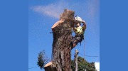 Tidy Tree Work