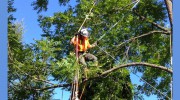 All Tree Care