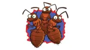 Termites@cooloola