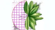 Suzan Quigg Landscape Design