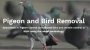 The Pigeon Man