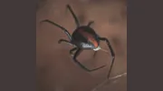 Matthew Lynch Pest Control