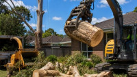 Tree Removal