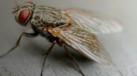 Fly Control