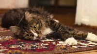Rug Cleaning